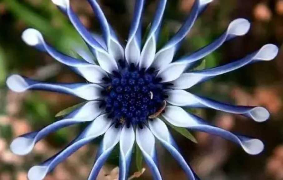 The Alluring Blue - Eyed Daisy: A Floral Gem from Africa