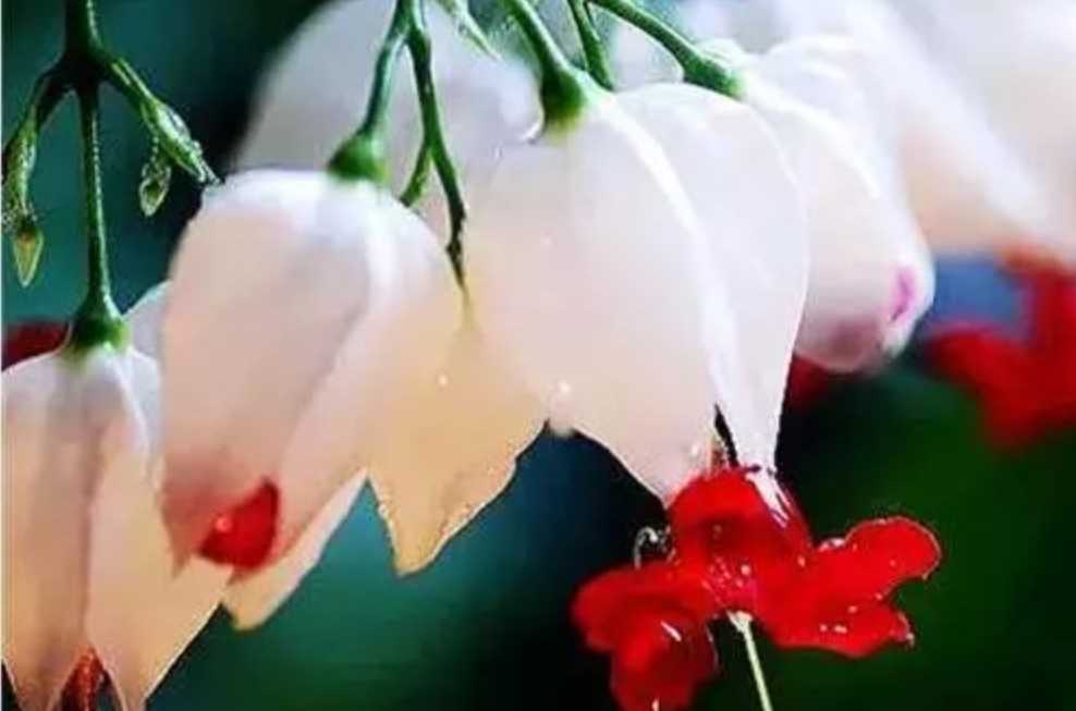 The Enchanting Dragon's Tongue Flower: A Floral Marvel with Dramatic Flair